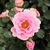 Roz - Trandafir pentru straturi Floribunda - Baby Blanket®